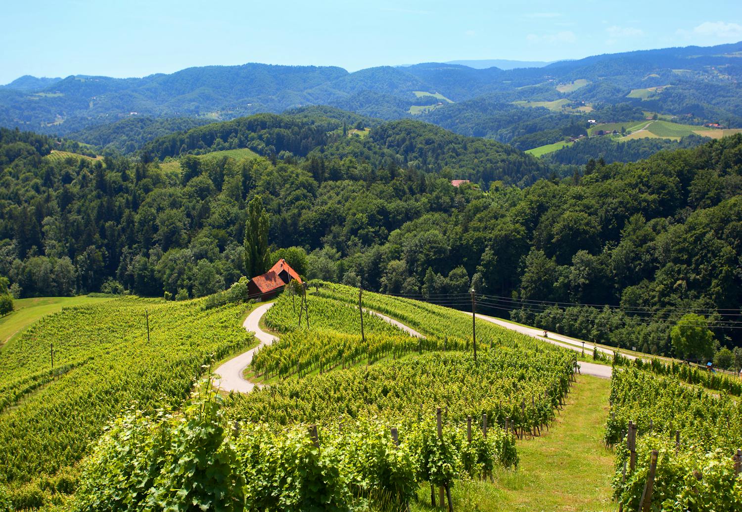 Srce med vinogradi